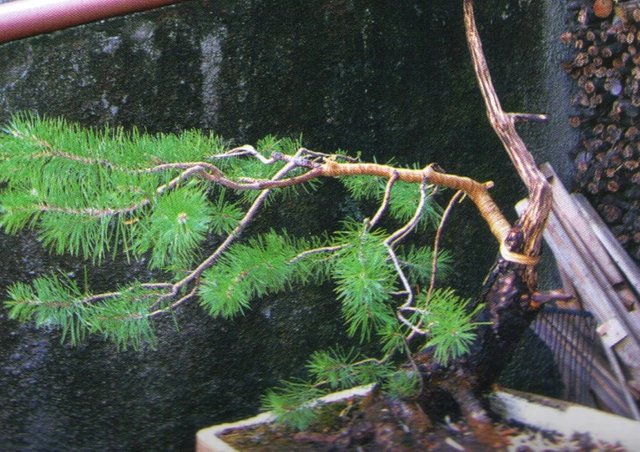 mi-bonsai-5.jpg
