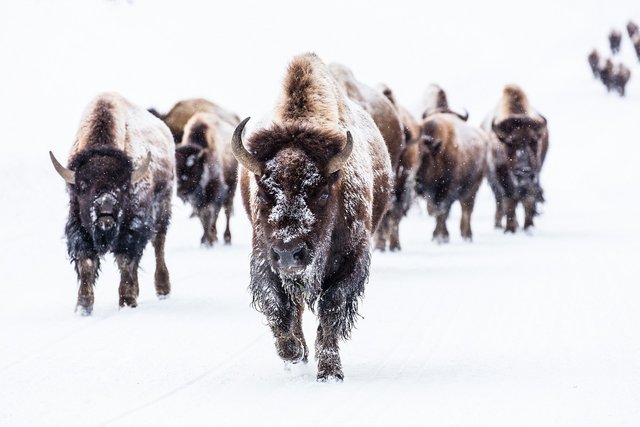 bison-2237654_1280.jpg