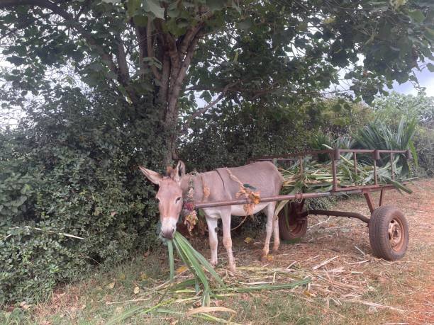 donkey-on-the-roadside-eating-napier-grass.jpg