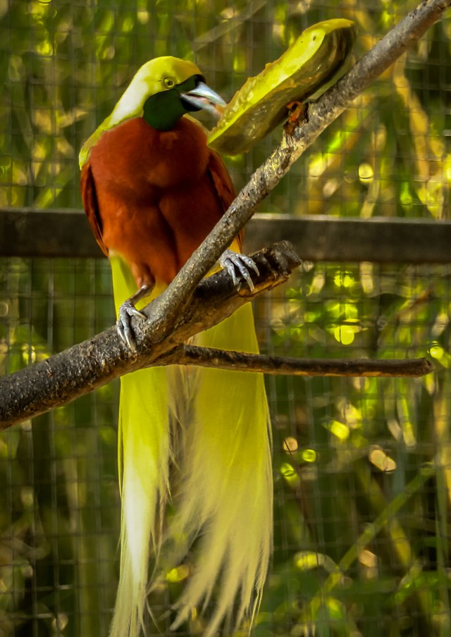 Burung_Cenderawasih.jpg