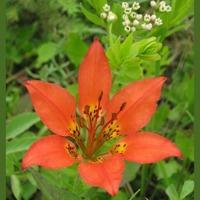 tigerlily close up with white cluster flower.JPG