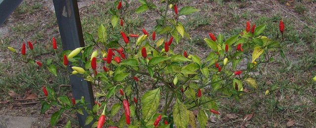 Tabasco peppers.jpg