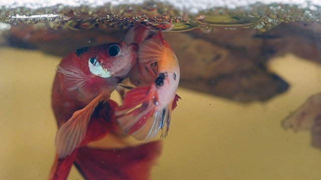 breeding-pair-of-betta-1024x576.jpg