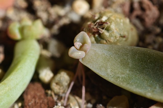 echeveria nursery 7 graptoveria.jpg