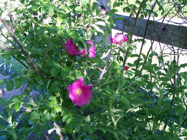 Rugosa roses crop June 2019.jpg