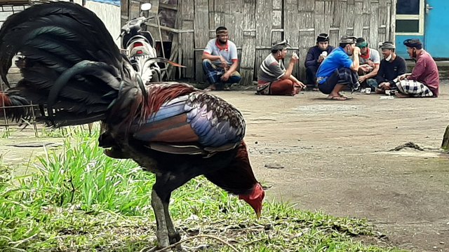 hari ke 70 ayam aduan bali 0.jpg