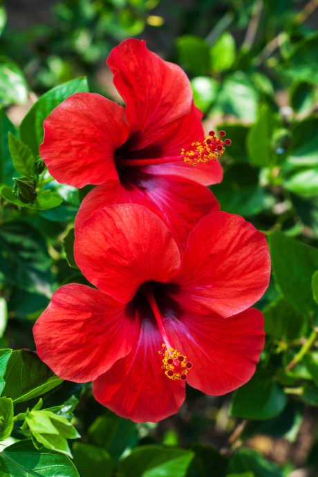 hibiscus.jpg