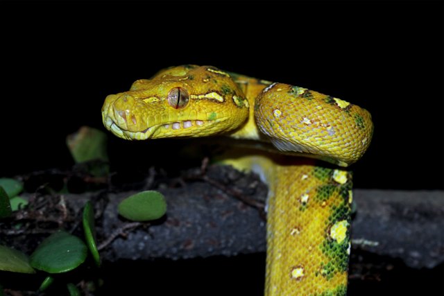 green-tree-python-juvenile-closeup-branch-with-black-background-green-tree-python.jpg