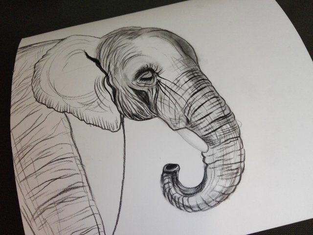 Elephant(363).jpg