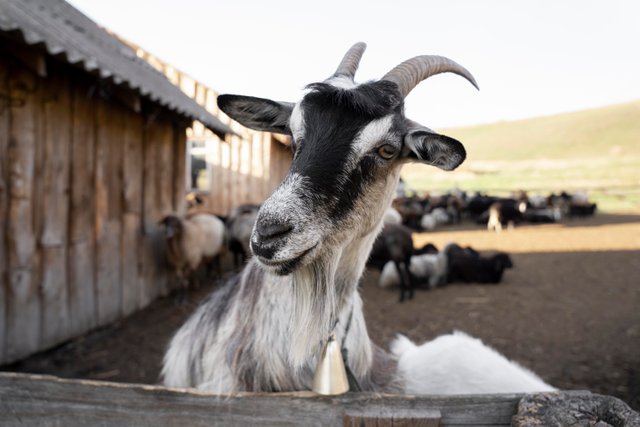 rural-life-concept-with-goats.jpg