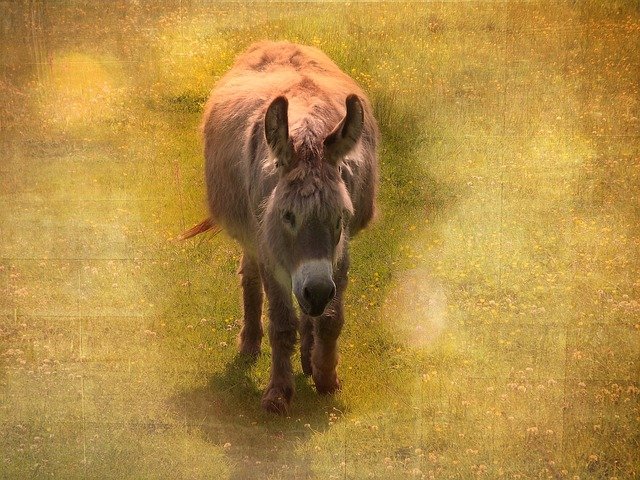 donkey-622151_640.jpg