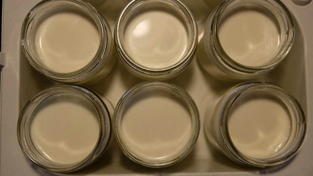 homemade-cultured-yogurt-6.jpg