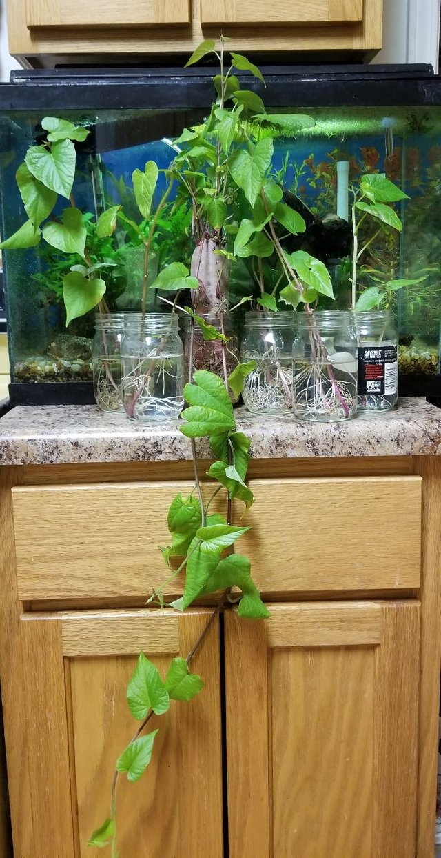 20190117_214807 - Stokes Purple Sweet  Potato - Mother Plant and ten rooted slips.jpg