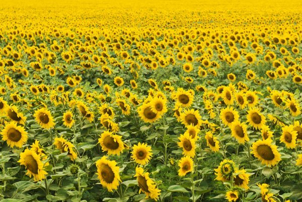 depositphotos_49728463-stock-photo-sunflowers-field.jpg