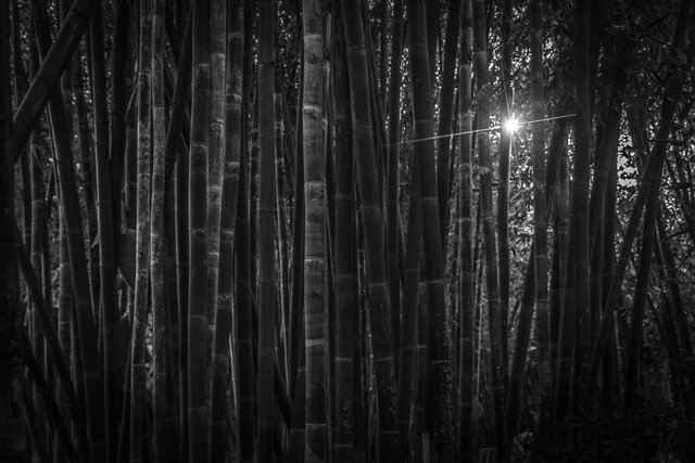 Les Jardins de la Majorelle 58 bamboo forest 5 bw best with sun rays.jpg