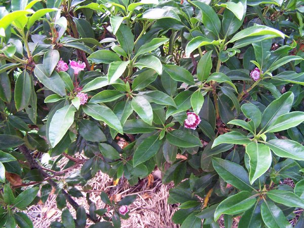 Mountain laurel flowers crop June 2019.jpg