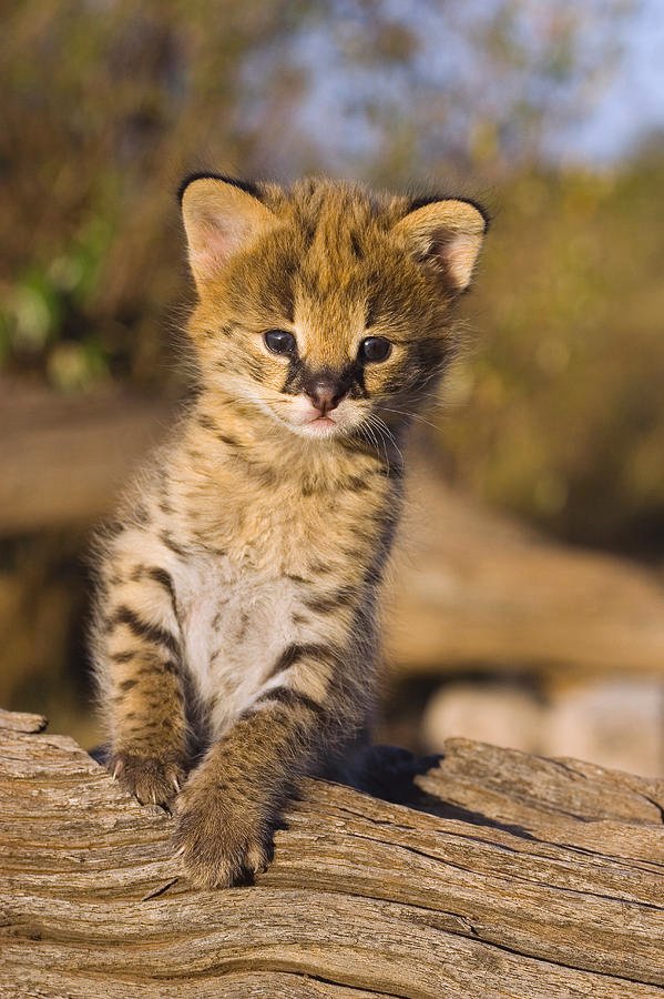 serval-leptailurus-serval-kitten-two-suzi-eszterhas.jpg