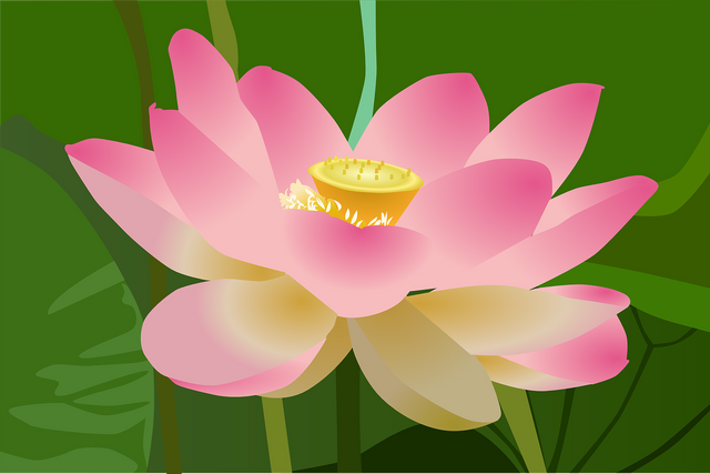 lotus-312694_1280.png