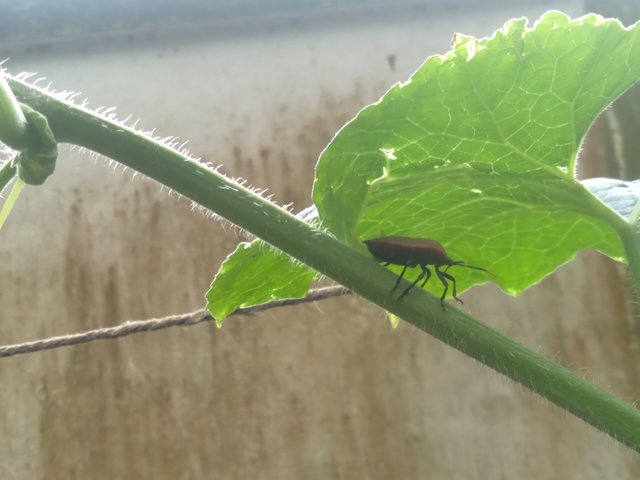 20250624_135541.jpg