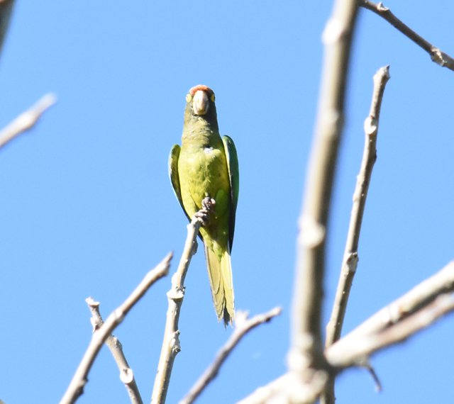 Orange-fronted Parakeet_4466 Los Torrales.JPG