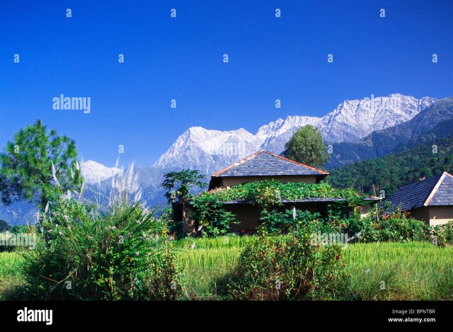 palampur-hill-station-kangra-valley-himachal-pradesh-india-asia-asian-BFNTBR.jpg