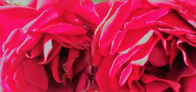 Flower Photography,  2 Rosey Faces, May 21 2017.jpg