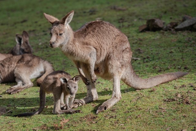 kangaroo-6557734_1280.jpg