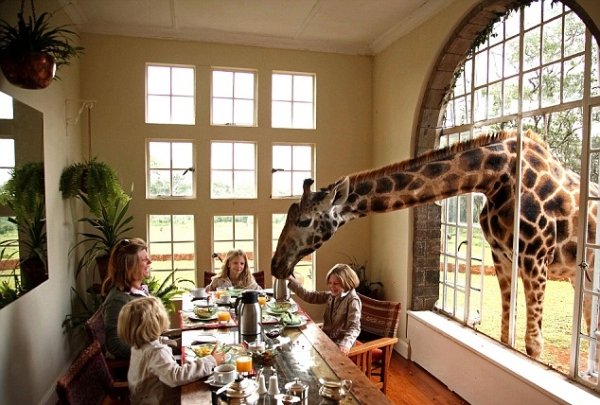 giraffe-manor-n-FamiliasenRuta.jpg