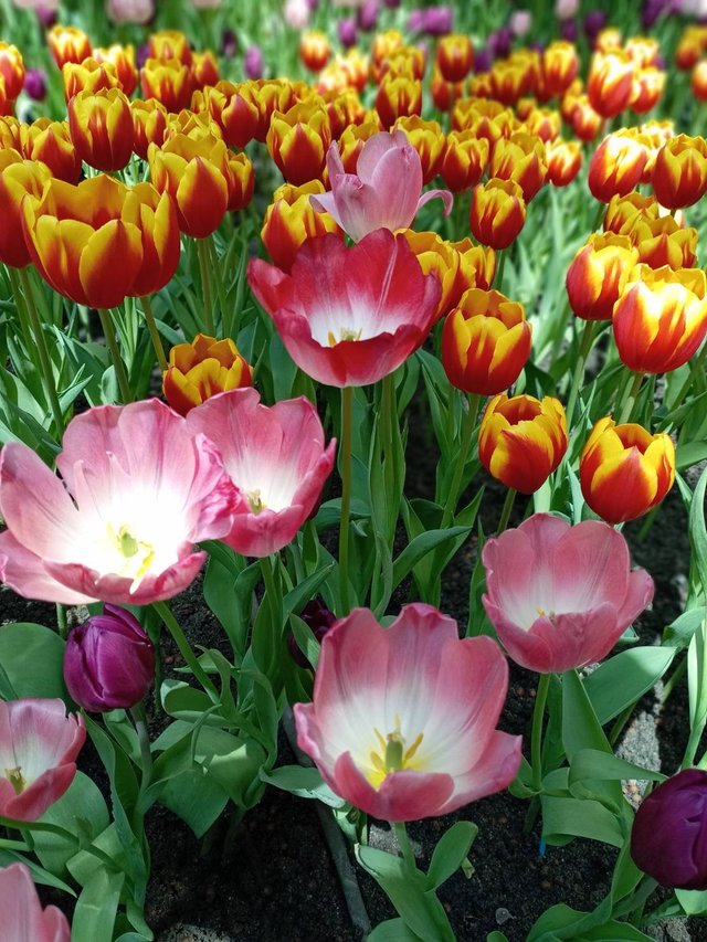 Tulips10.jpg