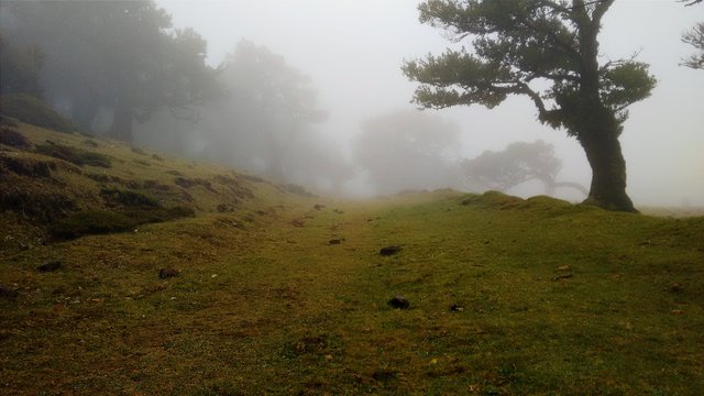 CC Foggy hillside.jpg