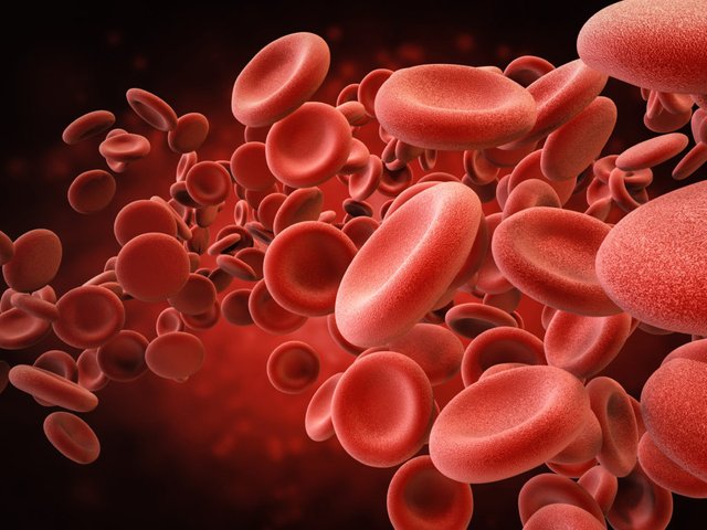 red-blood-cells-1024x768.jpg