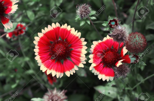 66311075-una-flor-de-gaillardia-común-aristata-del-gaillardia-planta-.jpg