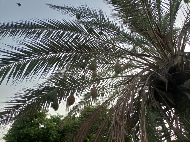 IMG_20250619_175306_561.jpg