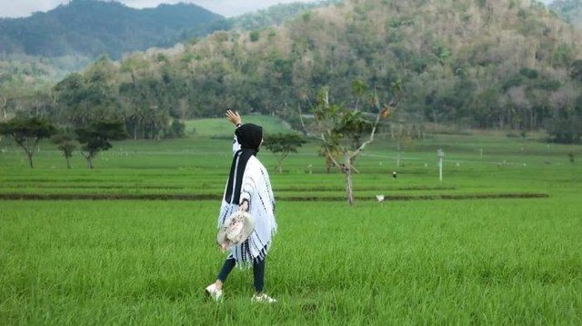Wisata-Jogja-area-persawahan-Nanggulan.jpg