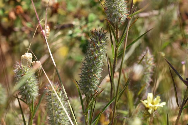 drystuff Trifolium angustifolium 2.jpg