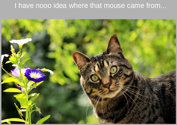 Meme1-SurprisedCat.png