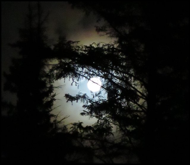 interesting colored ring of light around full moon shining through pine branches.JPG