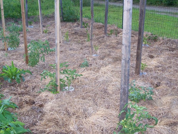 Big garden - tomatoes and peppers crop July 2018.jpg