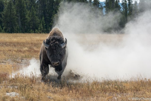 Willis-Chung-Yellowstone-Bison-10.jpg