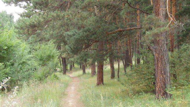 Дорога в лес.jpg