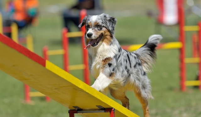 dog-agility-equipment-kansas-city-star.jpg