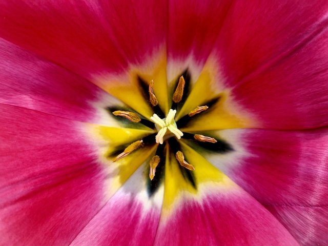 tulip-8244705_1280.jpg