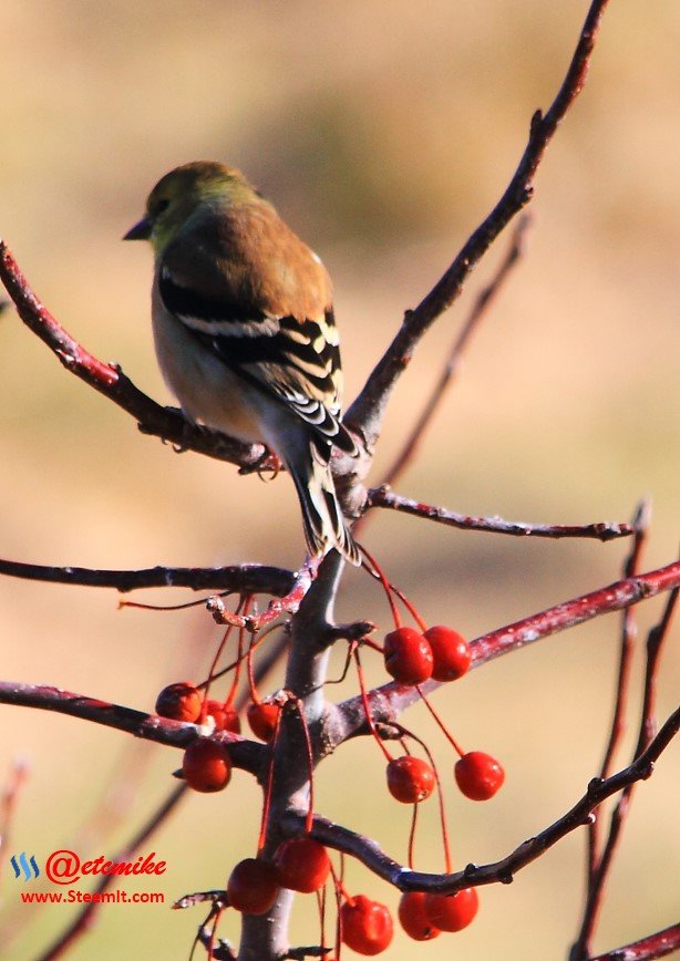 American Goldfinch PFW0149.JPG