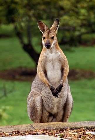 wallaby-2389791__480.jpg