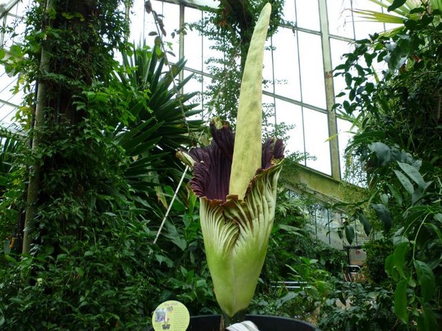 amorphophallus-titanum.jpg