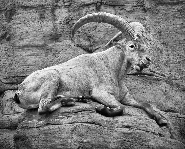 MountainGoat50.jpg