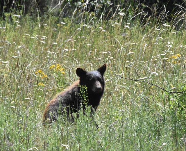 Black bear_6438 Wilson Creek Rd.  2019-07-12.JPG