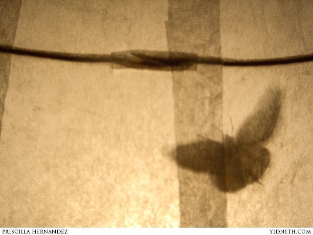 Moth in lamp - by priscilla Hernandez (yidneth.com).jpg