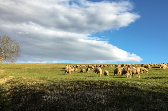 shaka sheep high resolution.jpg