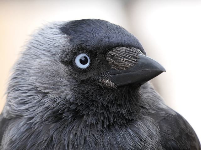 Western jackdaw - Wikipedia